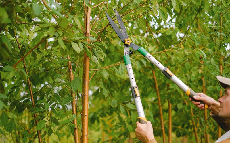 Tree trimming in Clayville, NY